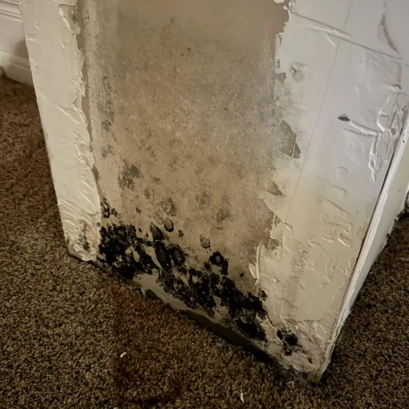 Professional Mold Removal in King County, TX